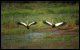 Masai Mara - Danza uccelli