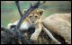Masai Mara - Cucciolo di leone
