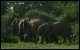 Gruppo di elefanti